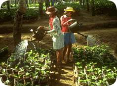 Watering young coffee plants