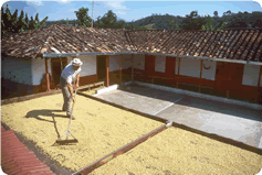 Drying coffee beans