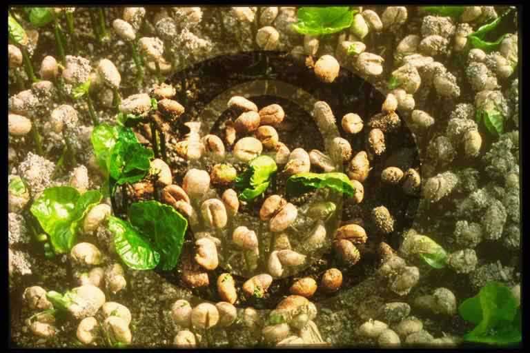 © International Coffee Organization