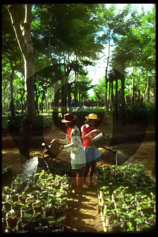 © International Coffee Organization