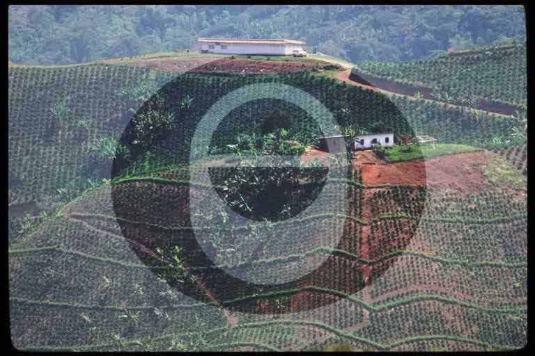 © International Coffee Organization