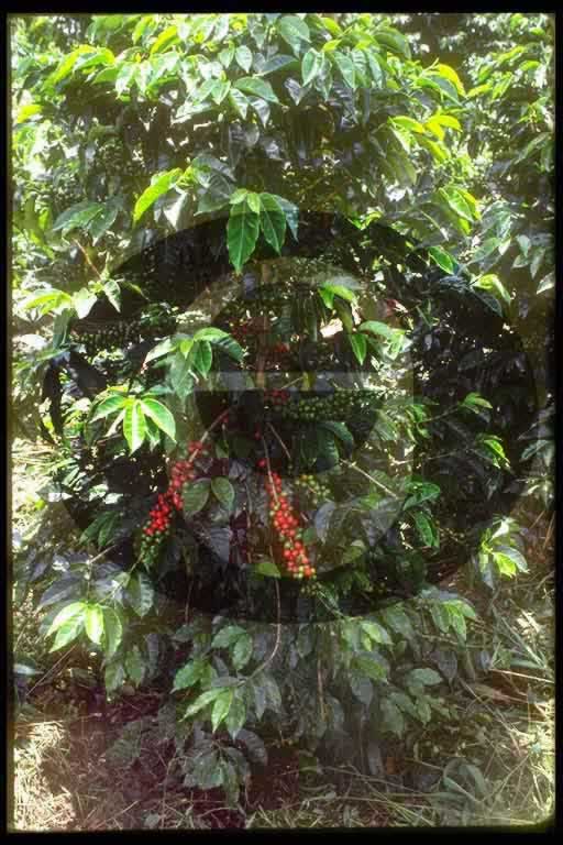 © International Coffee Organization