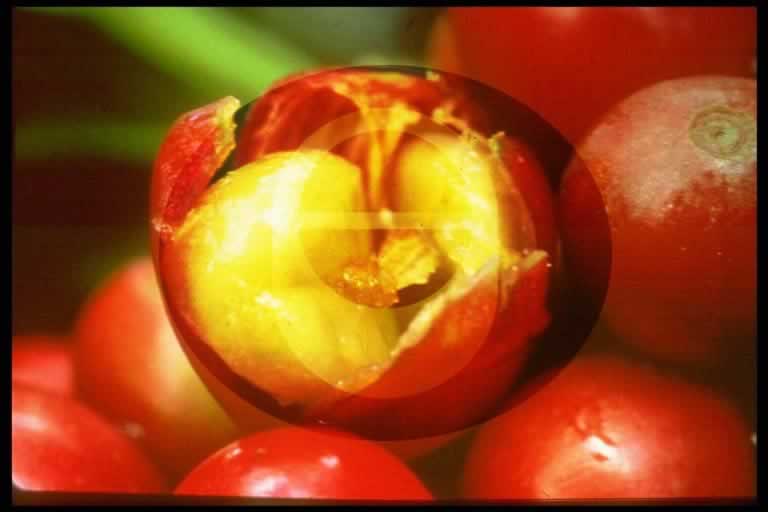 © International Coffee Organization
