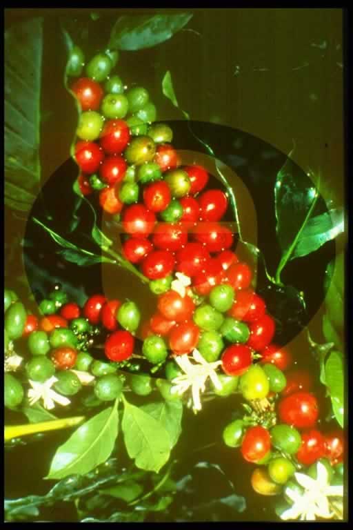 © International Coffee Organization