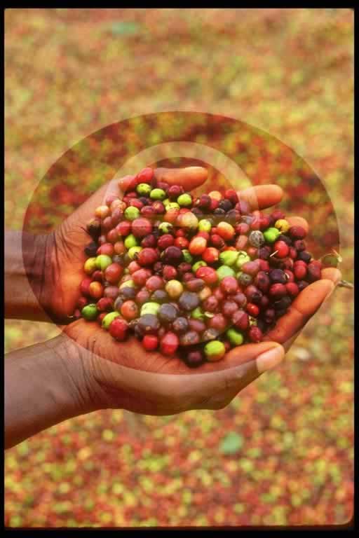 © International Coffee Organization