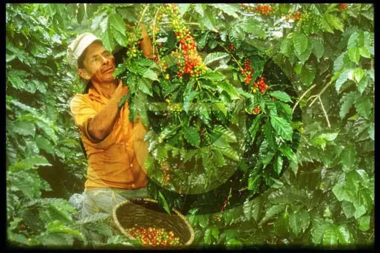 © International Coffee Organization
