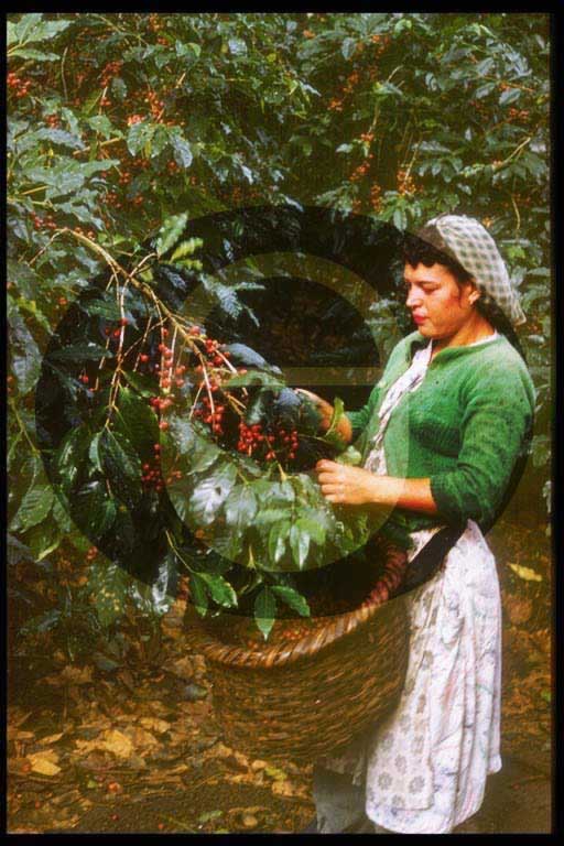 © International Coffee Organization
