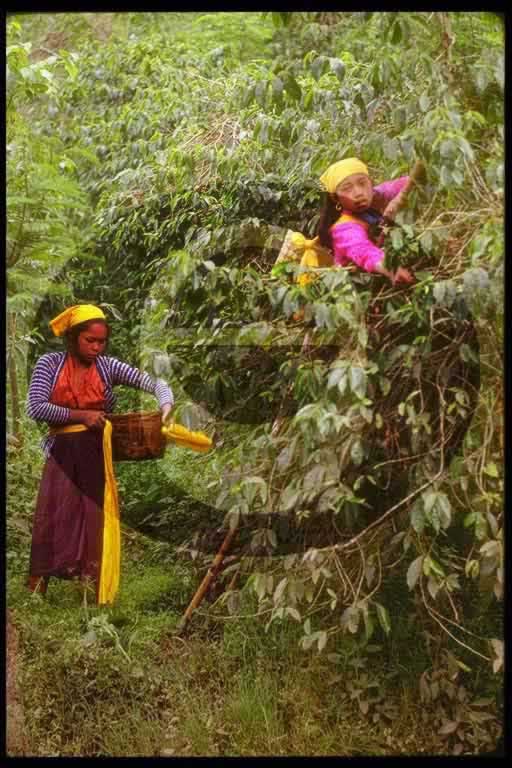 © International Coffee Organization