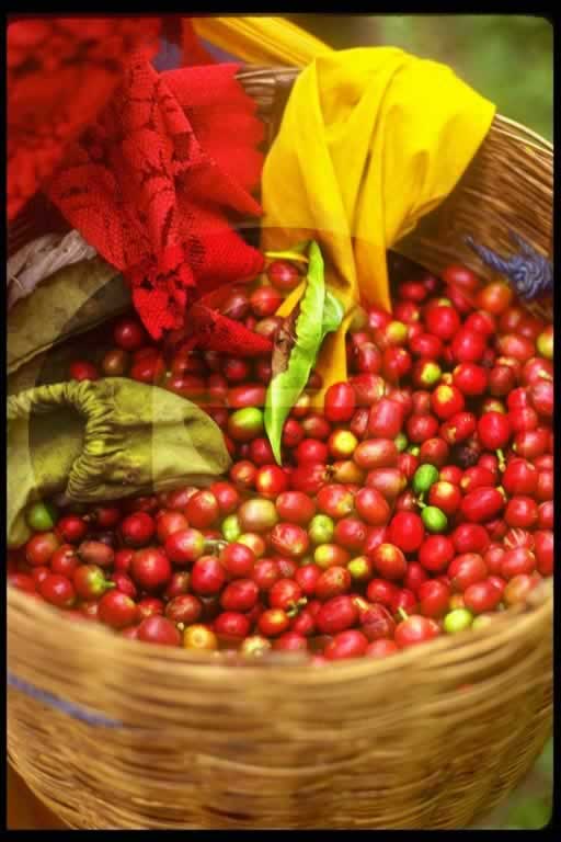 © International Coffee Organization