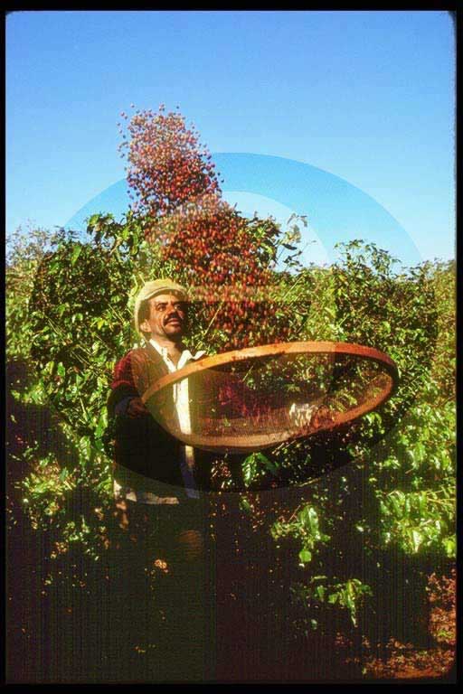 © International Coffee Organization