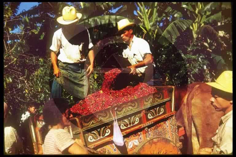 © International Coffee Organization