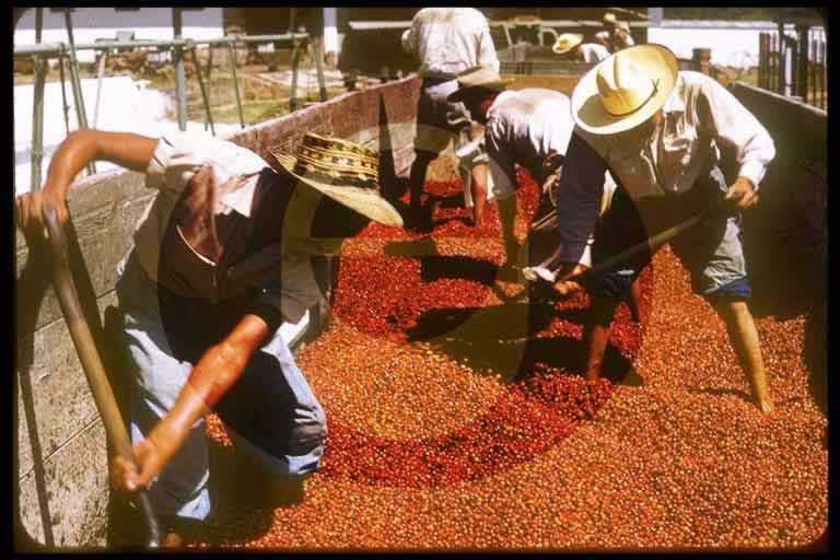 © International Coffee Organization