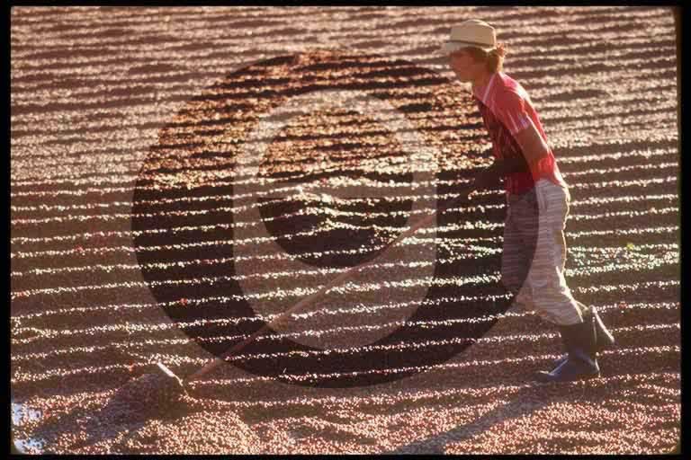 © International Coffee Organization