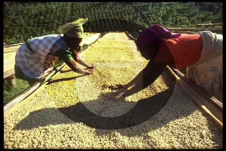 © International Coffee Organization