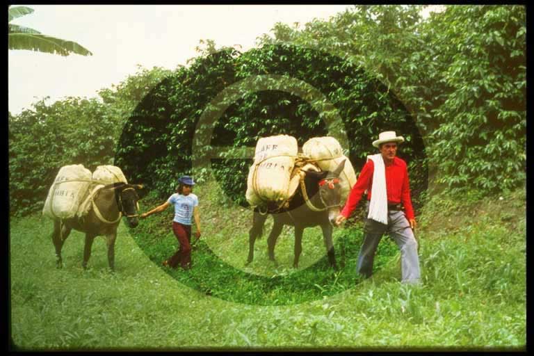 © International Coffee Organization