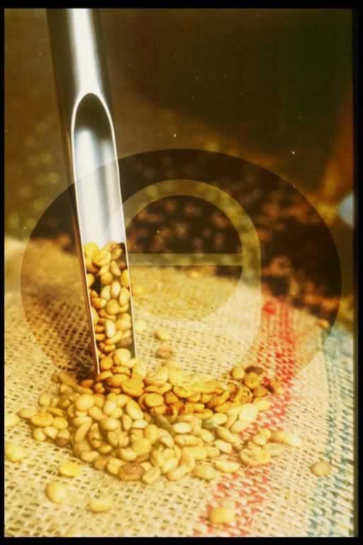 © International Coffee Organization